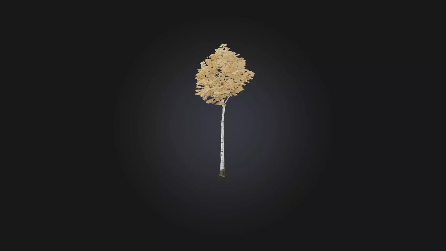 3D model Birch Tree Model VR / AR / low-poly
