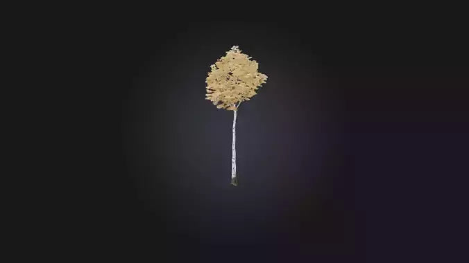 3D model Birch Tree Model VR / AR / low-poly