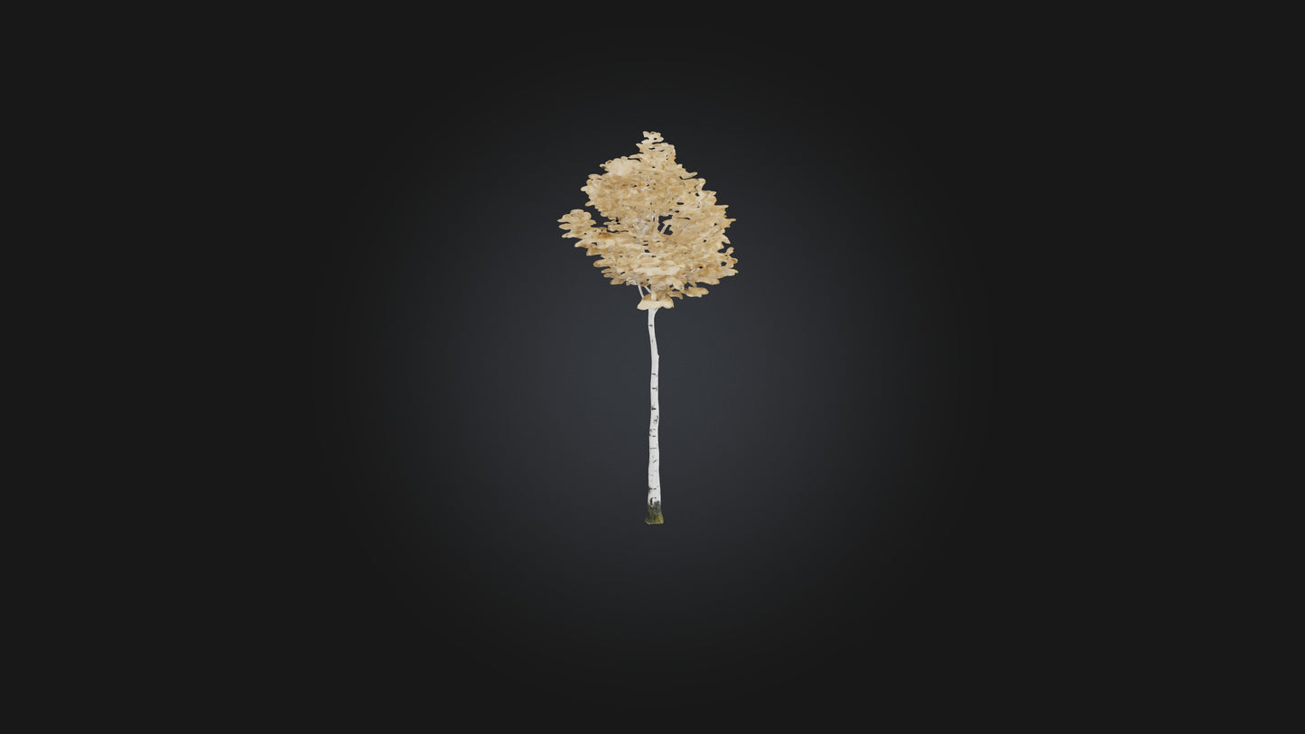3D model Birch Tree Model VR / AR / low-poly