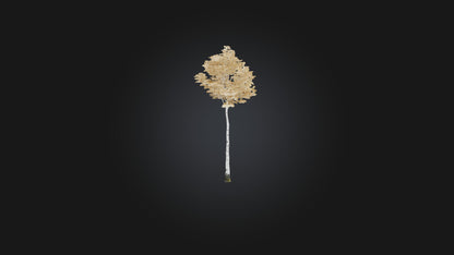 3D model Birch Tree Model VR / AR / low-poly