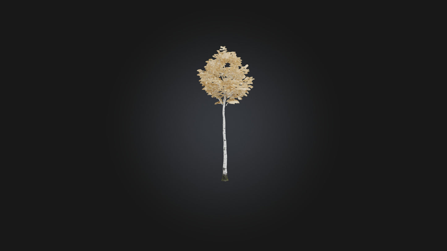 3D model Birch Tree Model VR / AR / low-poly