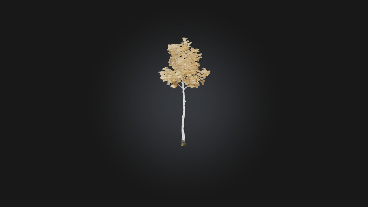 3D model Birch Tree Model VR / AR / low-poly