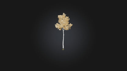 3D model Birch Tree Model VR / AR / low-poly