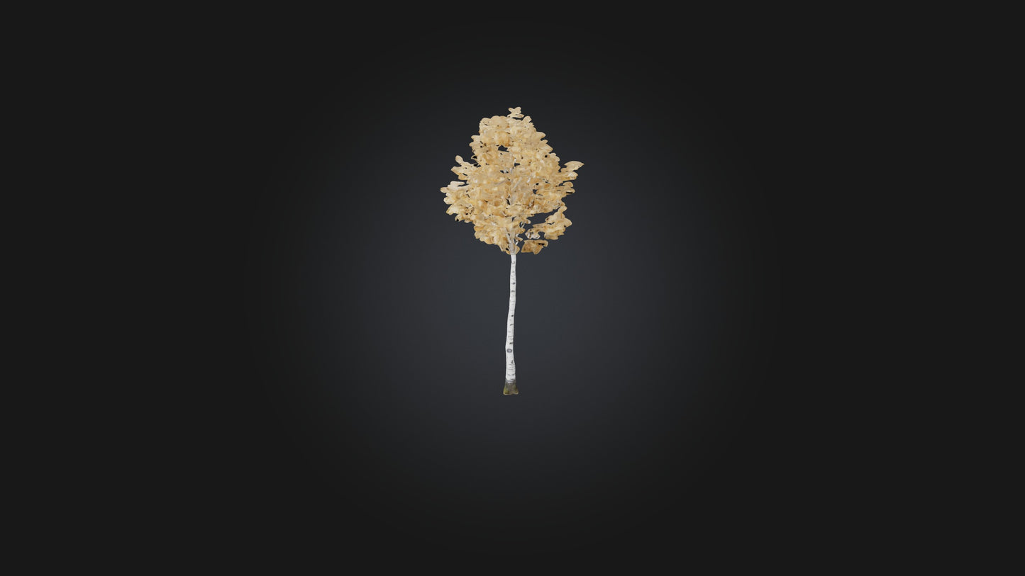 3D model Birch Tree Model VR / AR / low-poly