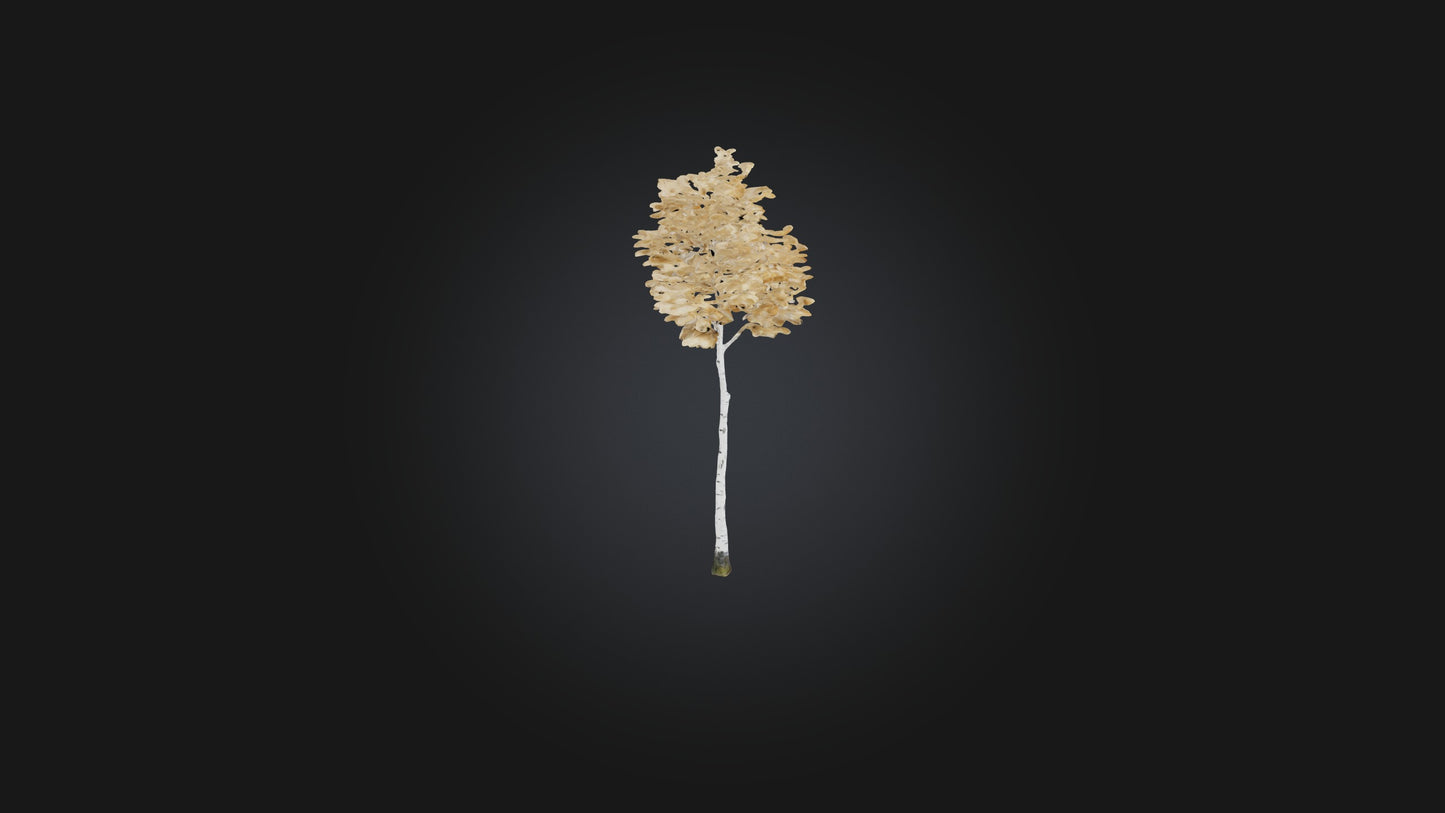 3D model Birch Tree Model VR / AR / low-poly