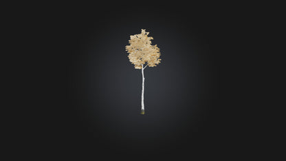 3D model Birch Tree Model VR / AR / low-poly