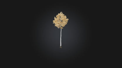 3D model Birch Tree Model VR / AR / low-poly