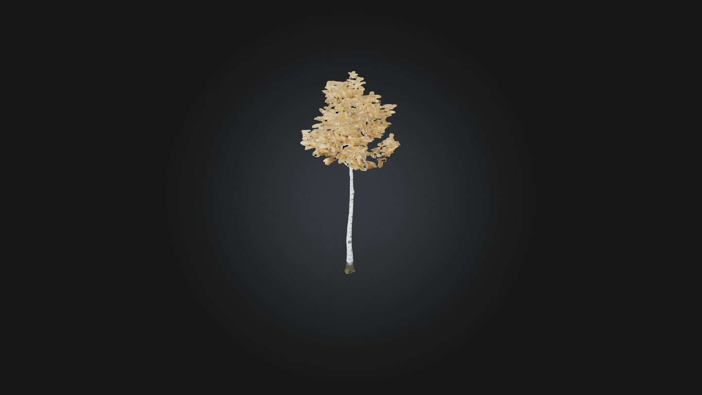 3D model Birch Tree Model VR / AR / low-poly
