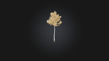 3D model Birch Tree Model VR / AR / low-poly
