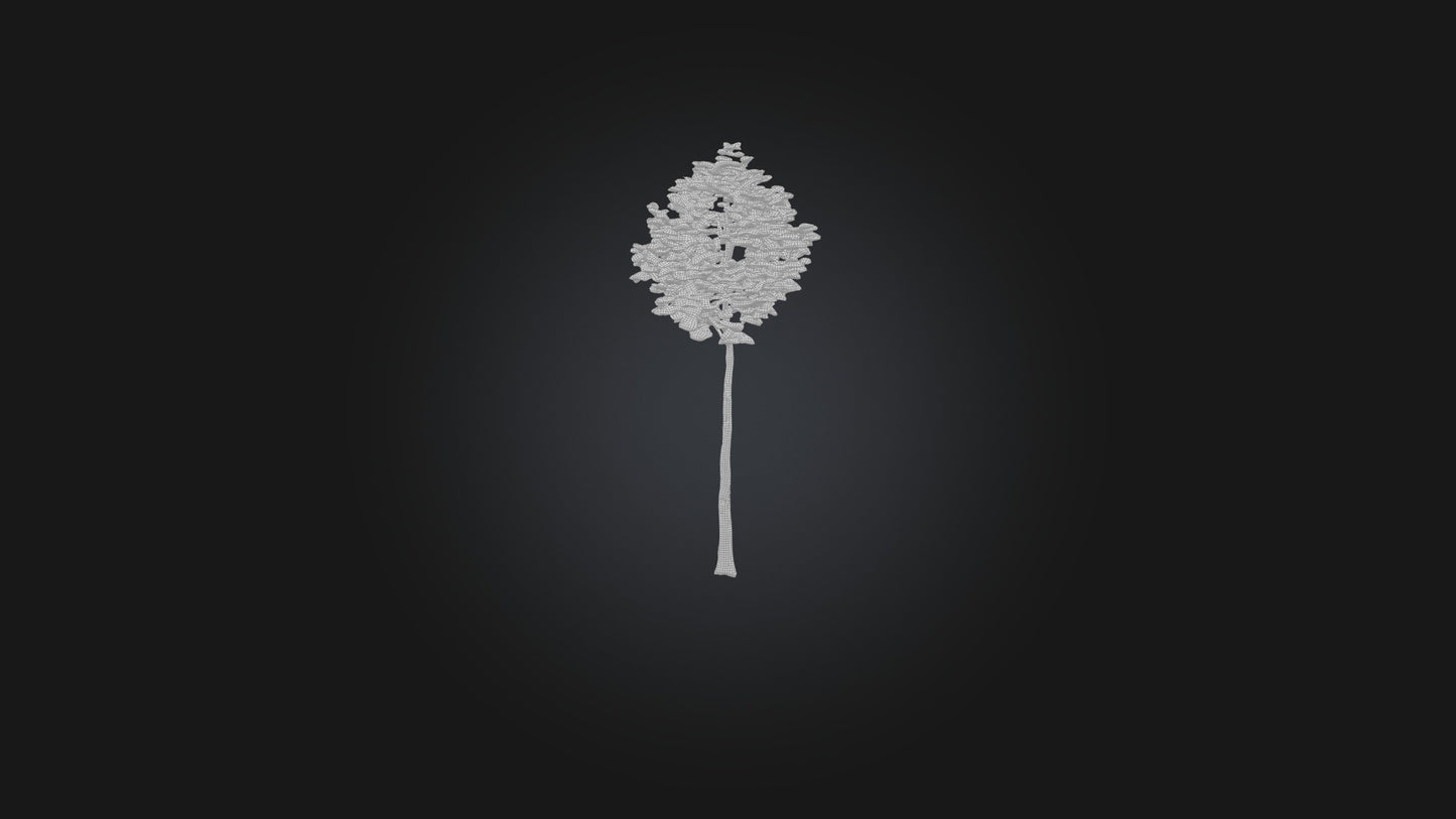 3D model Birch Tree Model VR / AR / low-poly