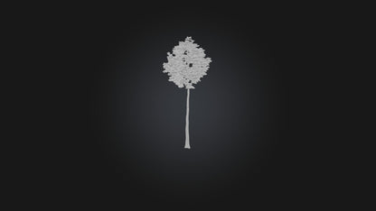 3D model Birch Tree Model VR / AR / low-poly