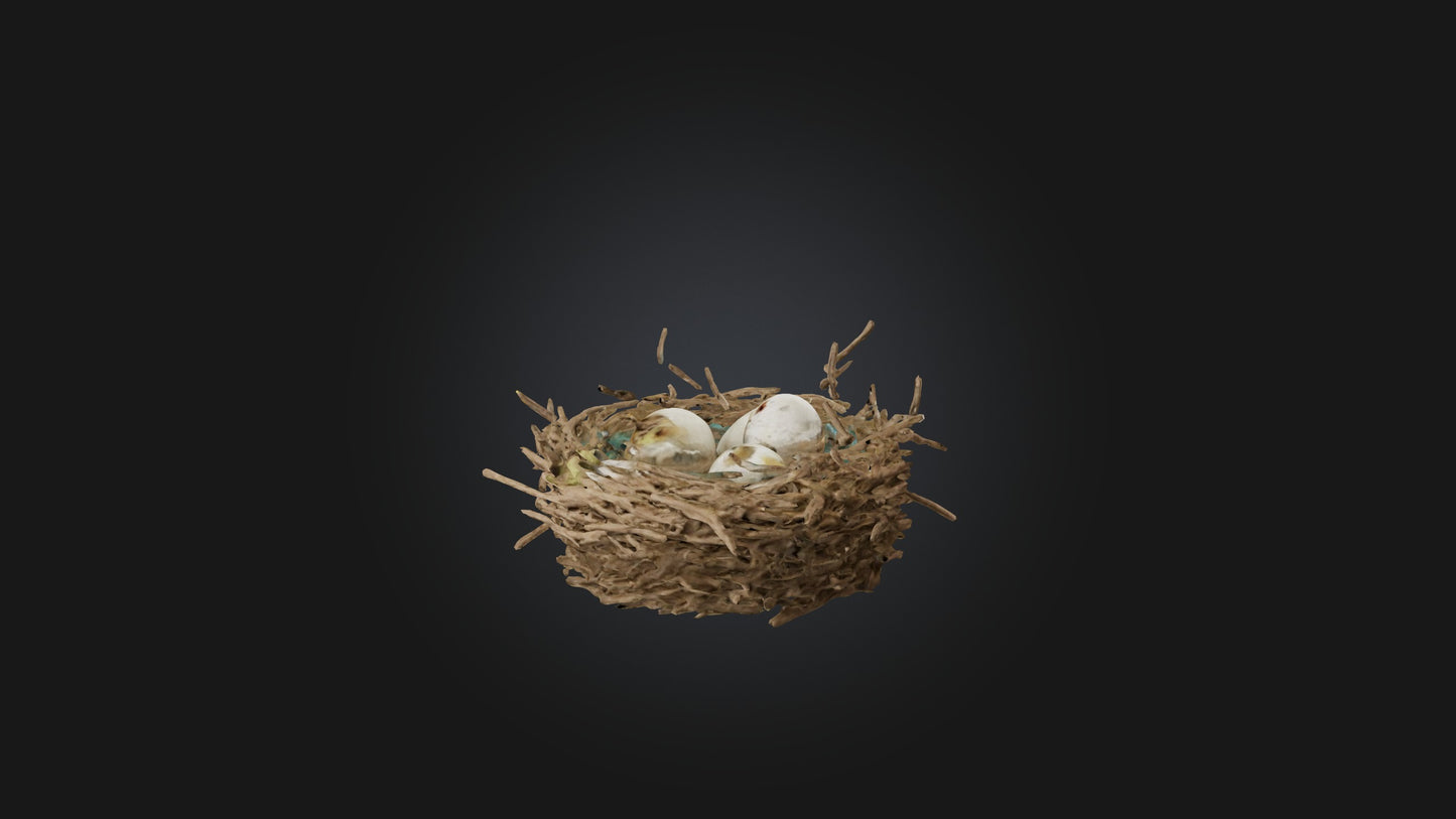 3D model Bird Nest Model VR / AR / low-poly