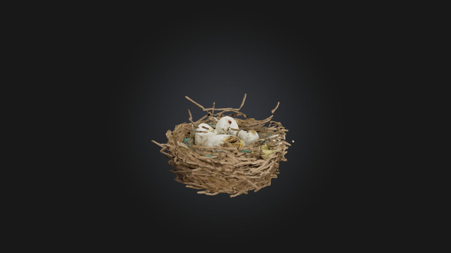 3D model Bird Nest Model VR / AR / low-poly