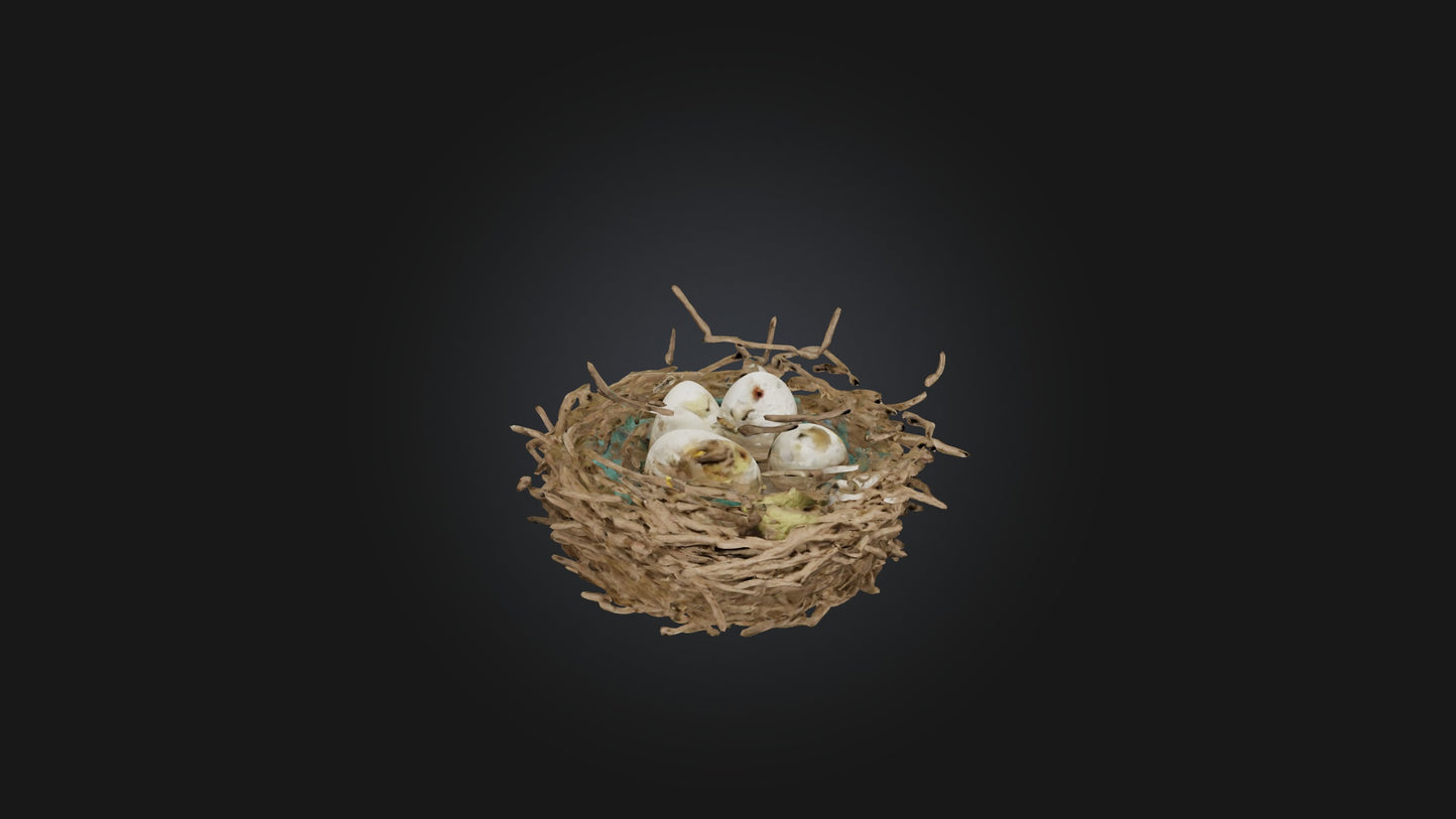 3D model Bird Nest Model VR / AR / low-poly