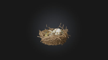 3D model Bird Nest Model VR / AR / low-poly