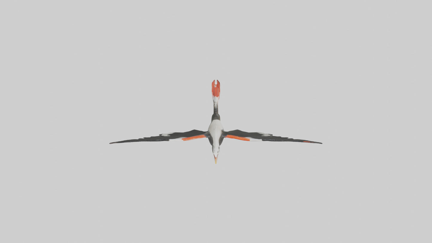 Black Skimmer gliding model 3D model