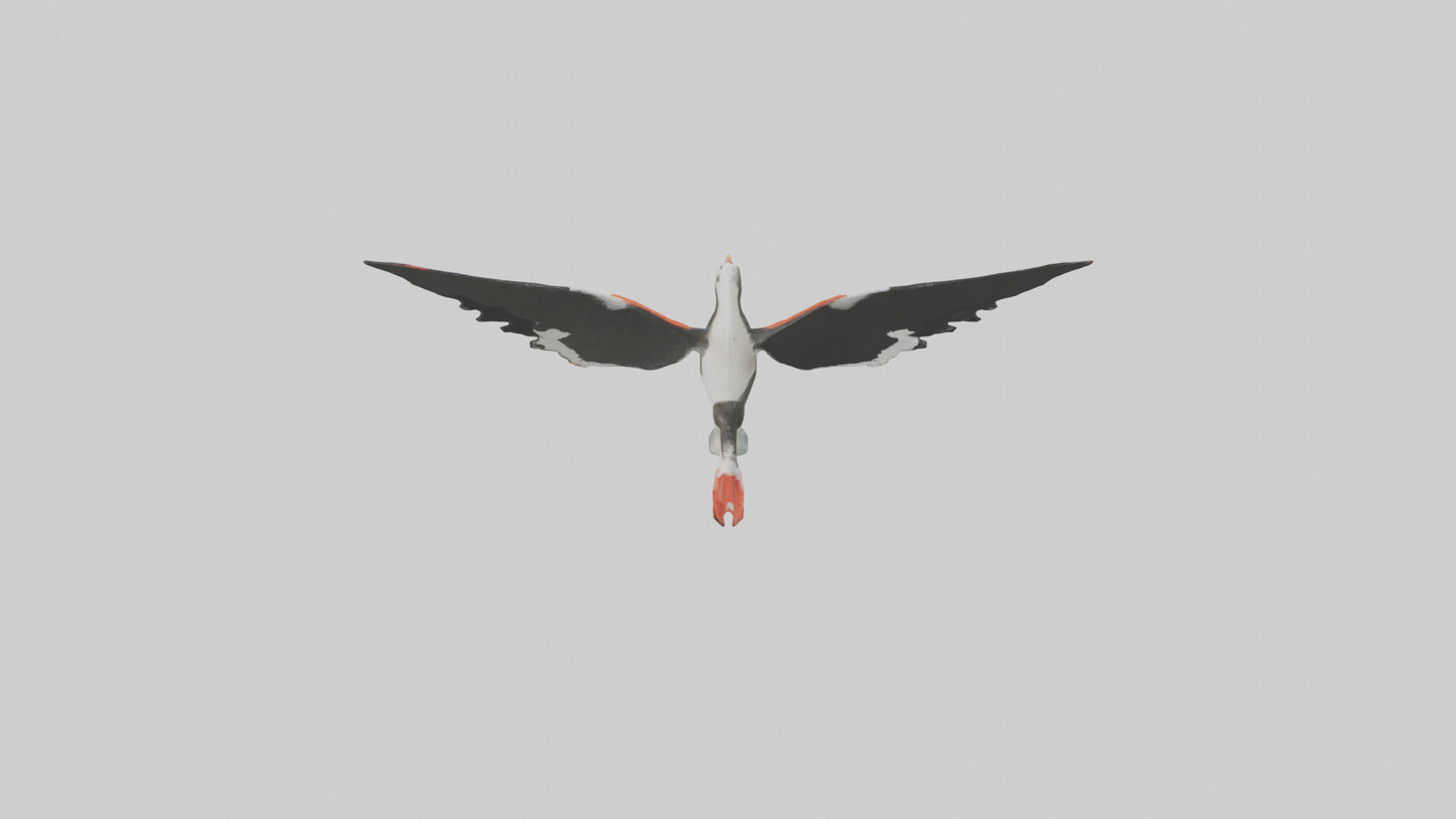 Black Skimmer gliding model 3D model