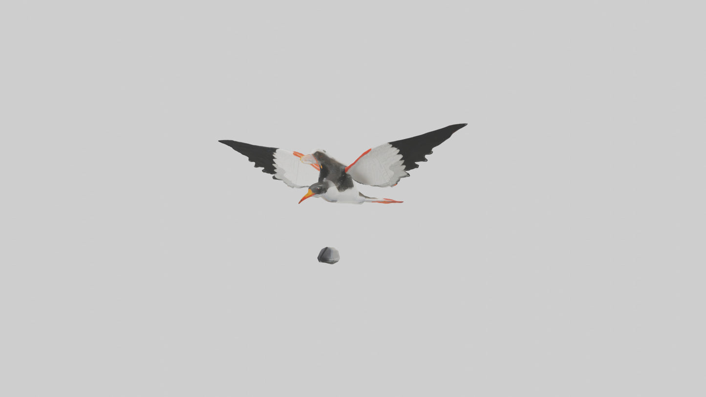 Black Skimmer gliding model 3D model