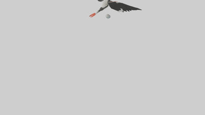 Black Skimmer gliding model 3D model