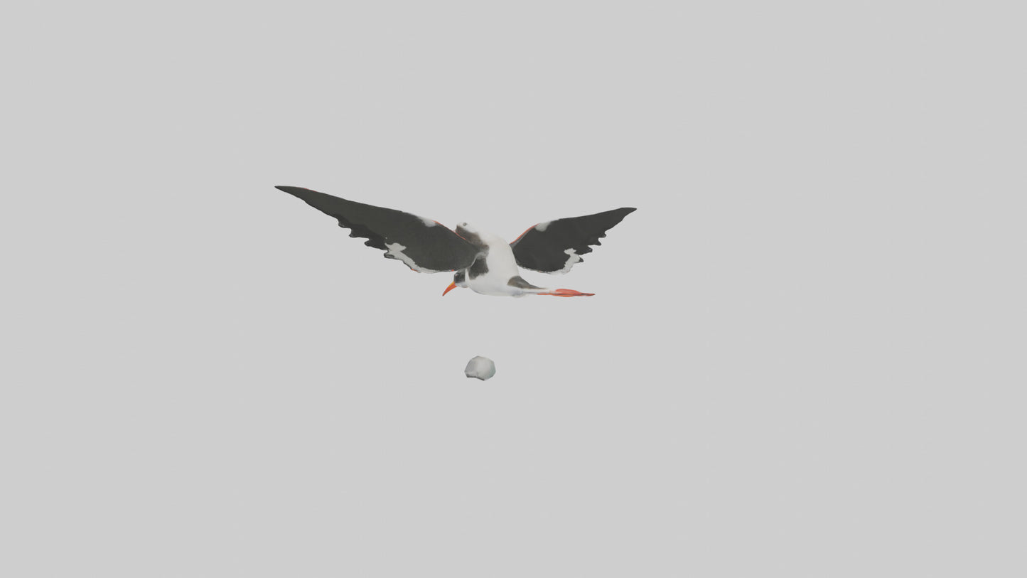 Black Skimmer gliding model 3D model