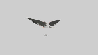 Black Skimmer gliding model 3D model