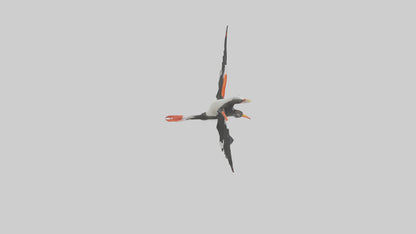 Black Skimmer gliding model 3D model