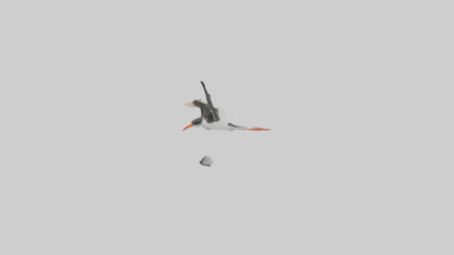Black Skimmer gliding model 3D model