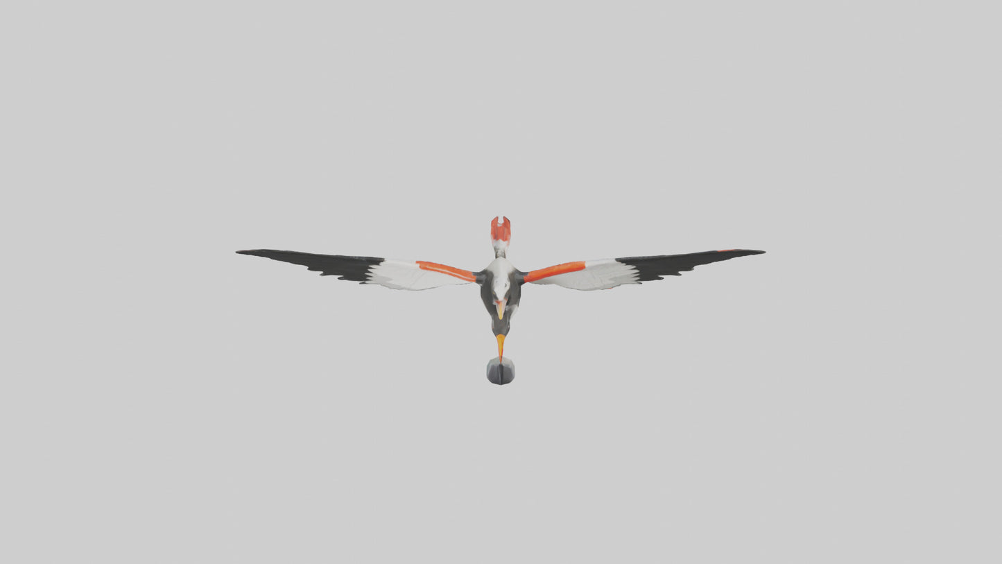 Black Skimmer gliding model 3D model