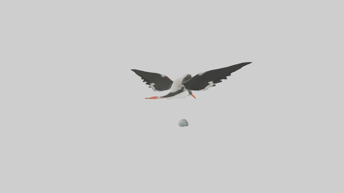 Black Skimmer gliding model 3D model