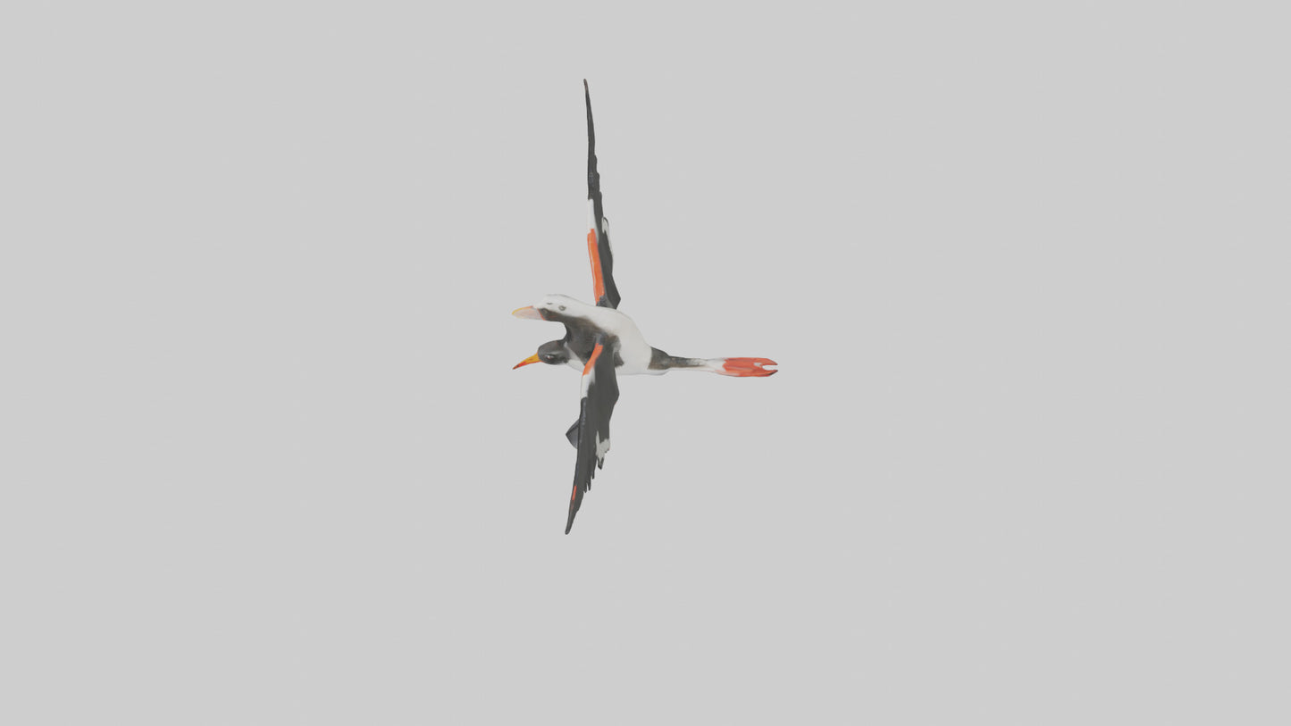 Black Skimmer gliding model 3D model