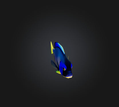 3D model Blue ring angelfish VR / AR / low-poly