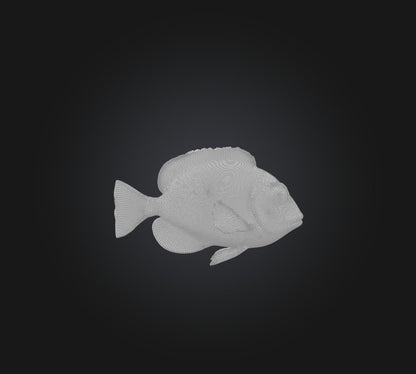 3D model Blue ring angelfish VR / AR / low-poly