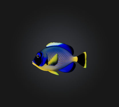 3D model Blue ring angelfish VR / AR / low-poly