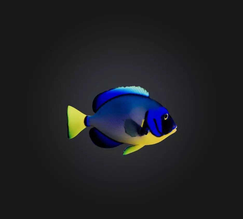 3D model Blue ring angelfish VR / AR / low-poly