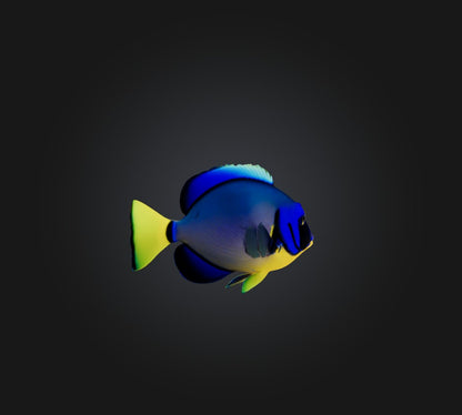 3D model Blue ring angelfish VR / AR / low-poly
