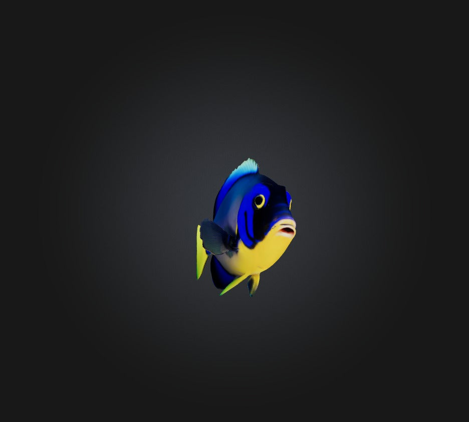 3D model Blue ring angelfish VR / AR / low-poly