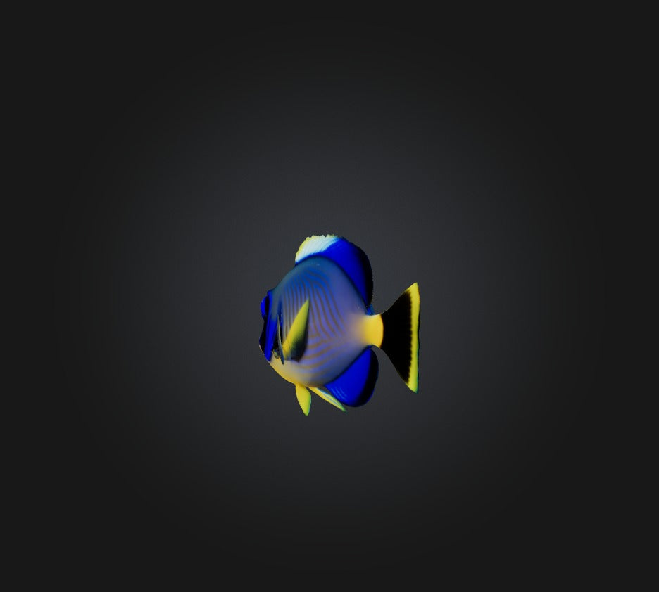 3D model Blue ring angelfish VR / AR / low-poly