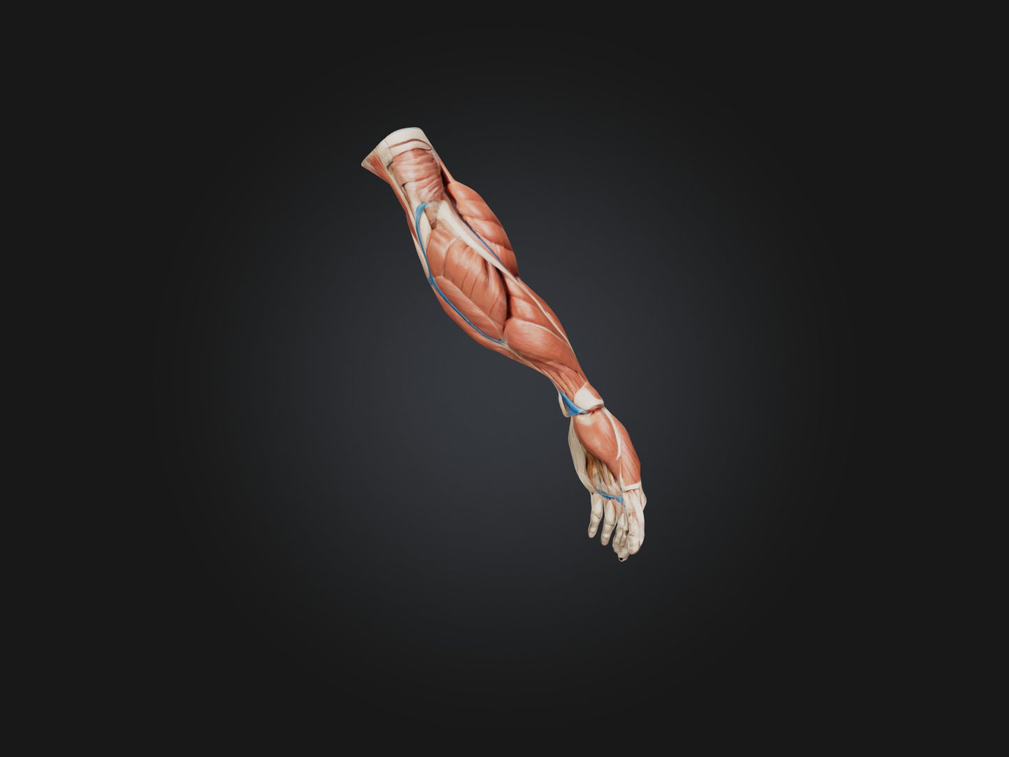 Brachioradialis Muscle Model 3D model