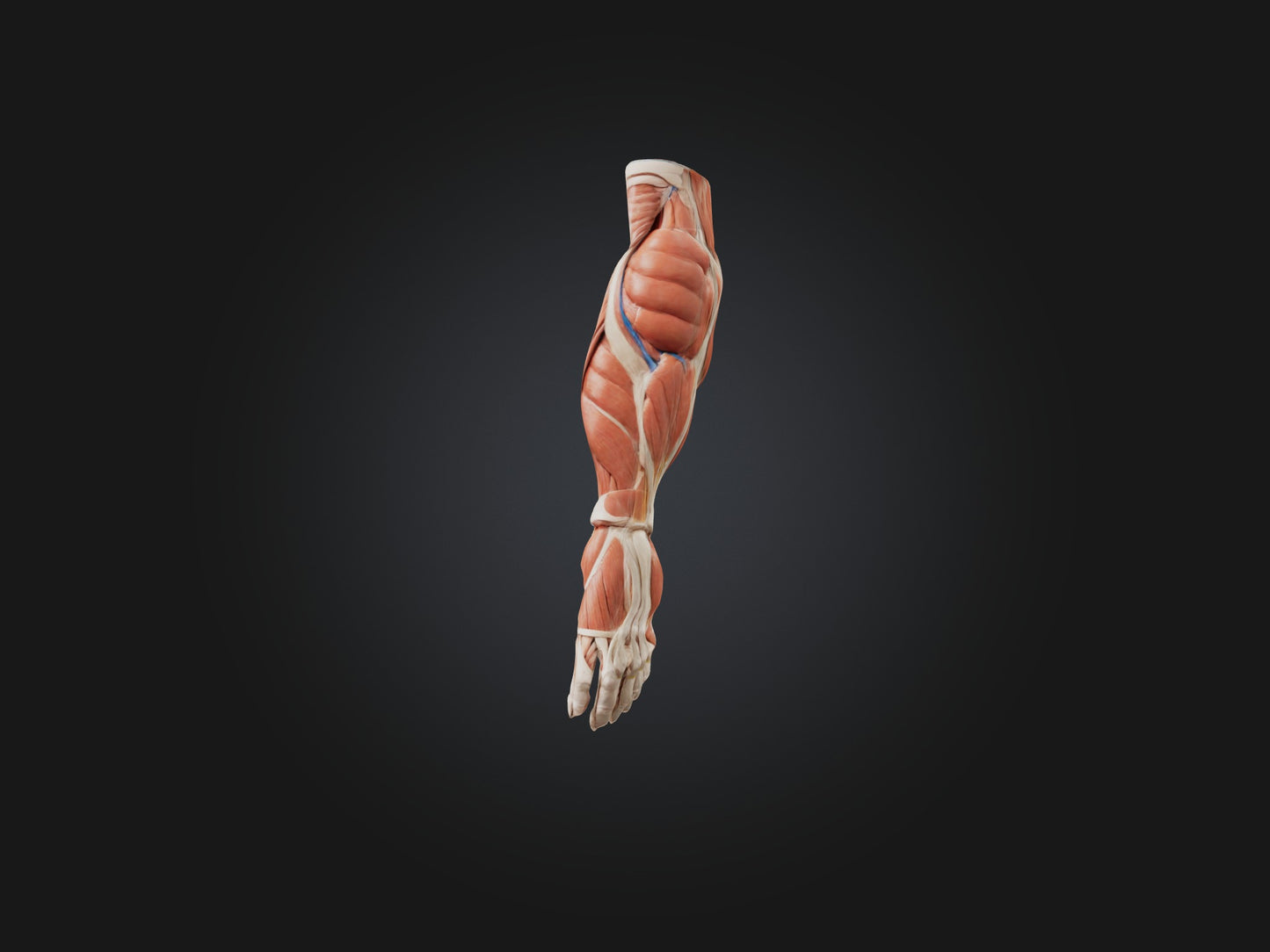 Brachioradialis Muscle Model 3D model