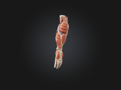 Brachioradialis Muscle Model 3D model