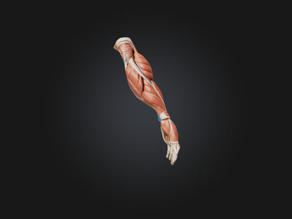 Brachioradialis Muscle Model 3D model