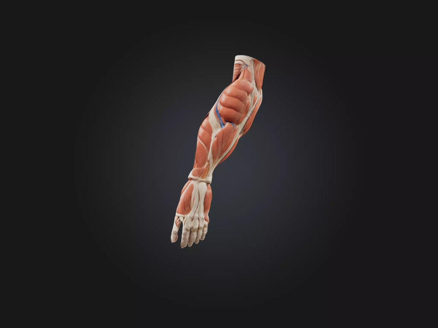 Brachioradialis Muscle Model 3D model