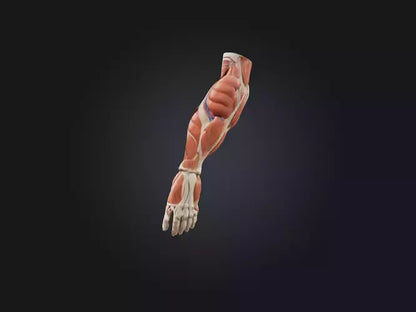 Brachioradialis Muscle Model 3D model