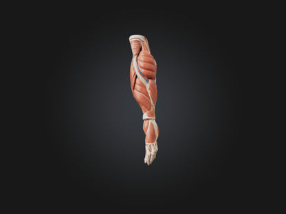 Brachioradialis Muscle Model 3D model