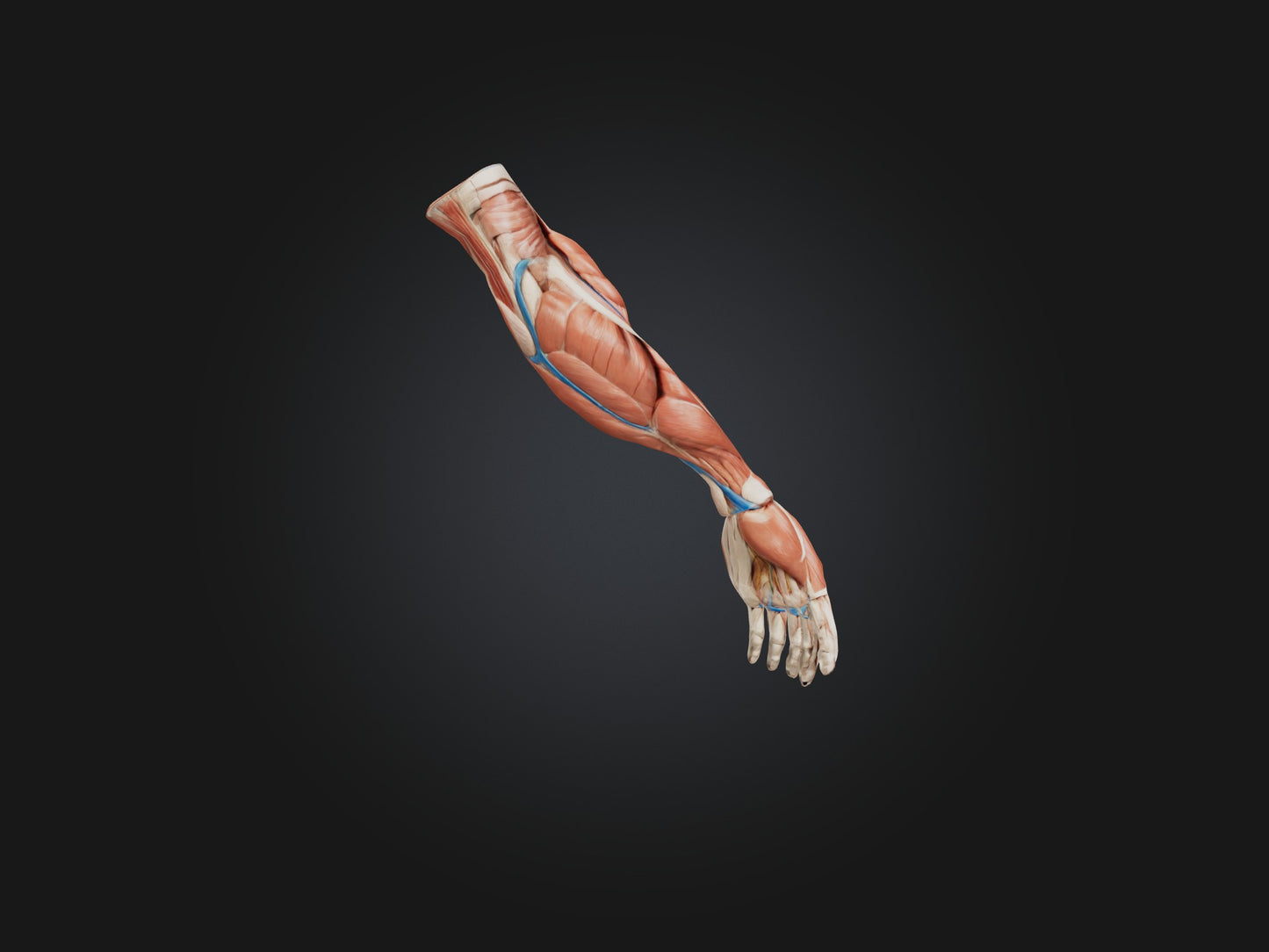 Brachioradialis Muscle Model 3D model