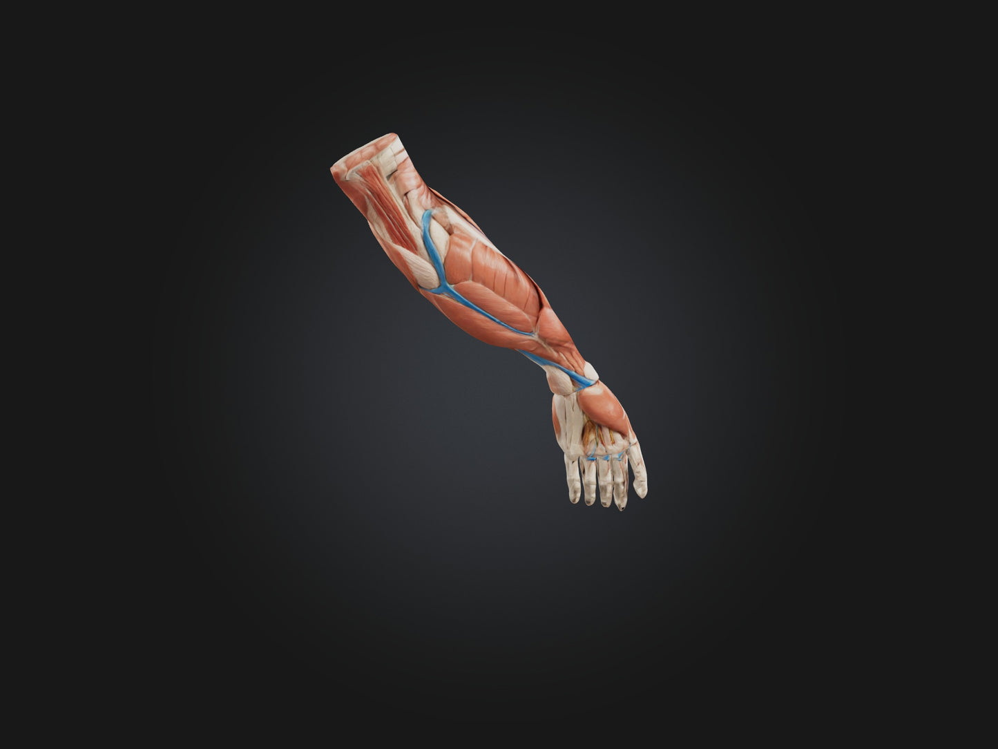 Brachioradialis Muscle Model 3D model