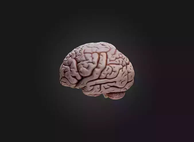 3D model brain VR / AR / low-poly