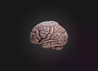 3D model brain VR / AR / low-poly