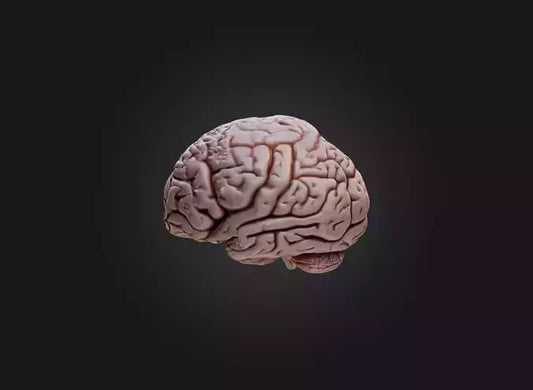 3D model brain VR / AR / low-poly