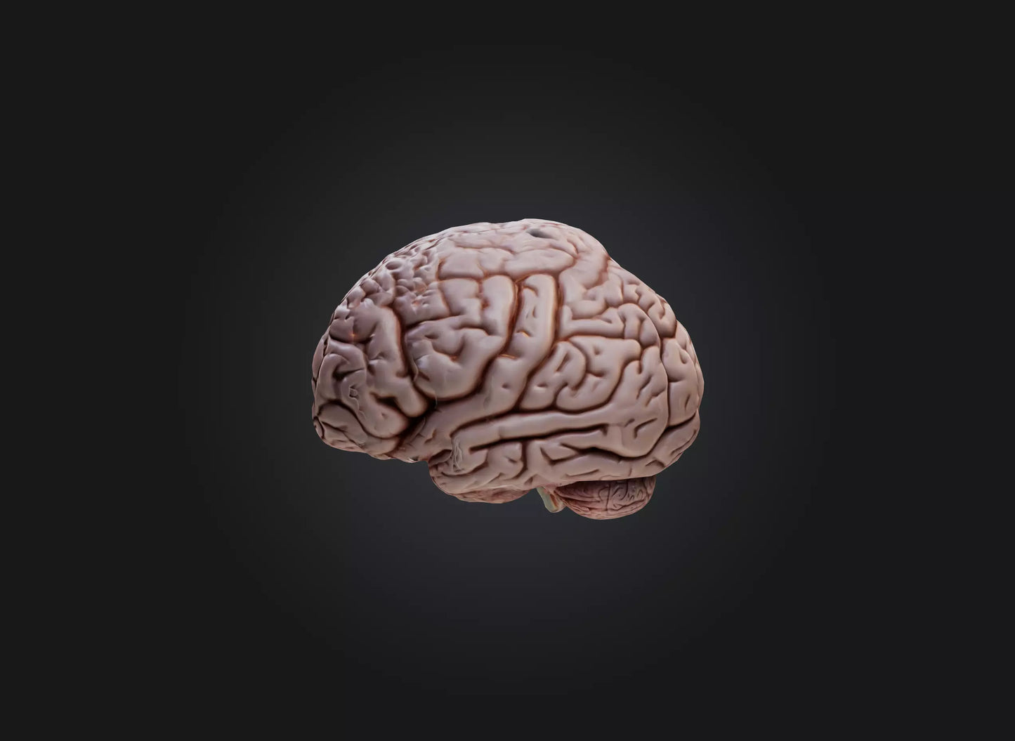 3D model brain VR / AR / low-poly